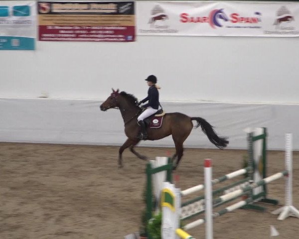Reitturnier Zweibrücken 2017