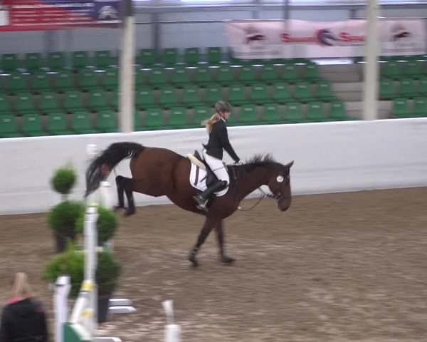 Reitturnier Zweibrücken 2017