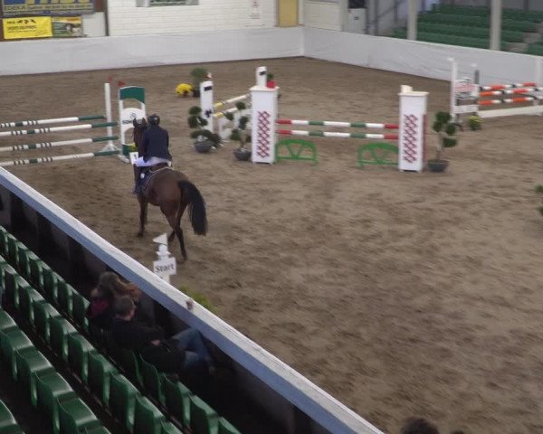Reitturnier Zweibrücken 2017