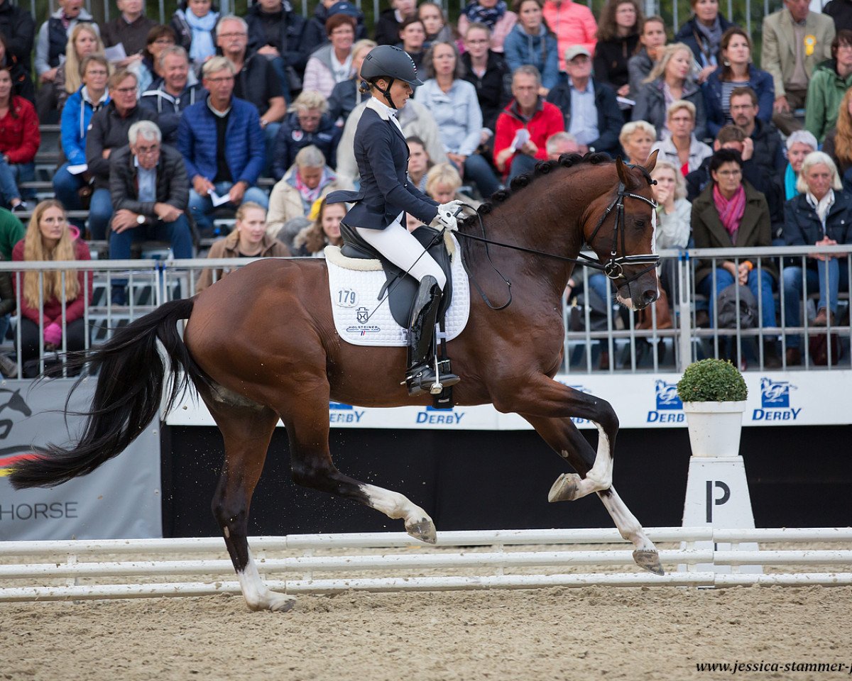 stallion Clarksville (Holsteiner, 2014, from Cascadello)