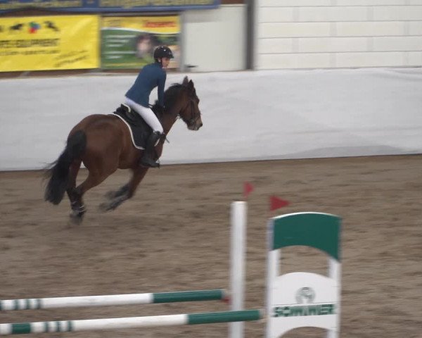 Reitturnier Zweibrücken 2017
