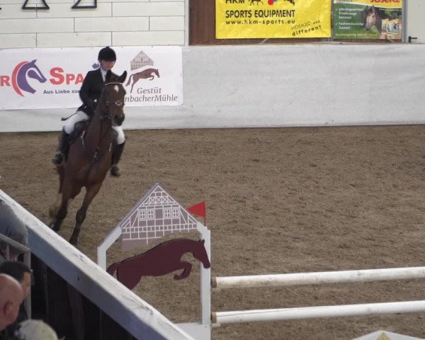 Reitturnier Zweibrücken 2017