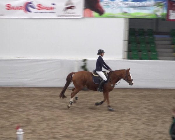 Reitturnier Zweibrücken 2017