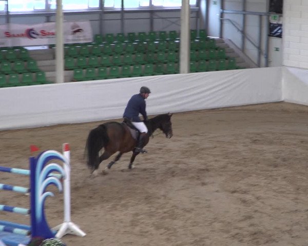 Reitturnier Zweibrücken 2017