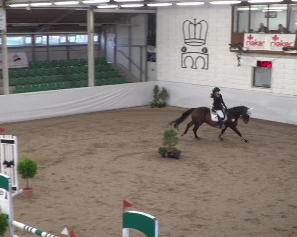Reitturnier Zweibrücken 2017