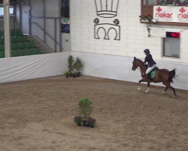 Reitturnier Zweibrücken 2017