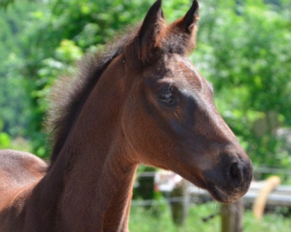 horse Felaja (Hanoverian,  , from Fidertanz)