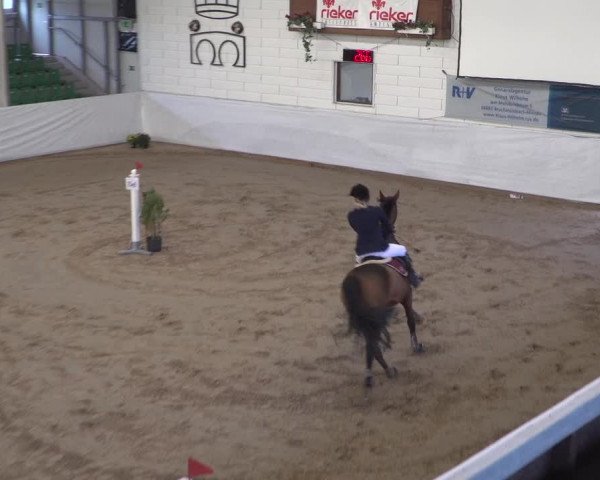 Reitturnier Zweibrücken 2017