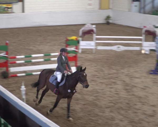 Reitturnier Zweibrücken 2017