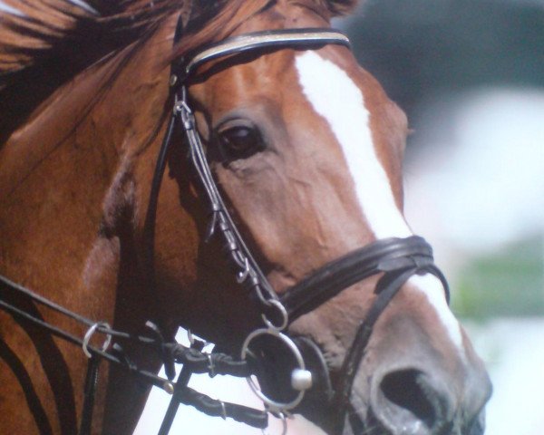 jumper Leyla-B (Hanoverian, 1998, from Lemon Park)