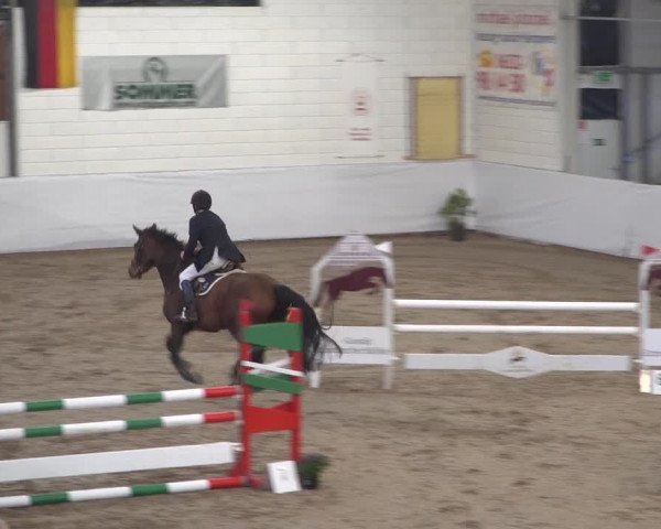 Reitturnier Zweibrücken 2017