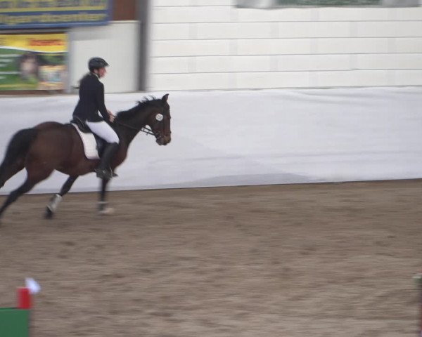 Reitturnier Zweibrücken 2017
