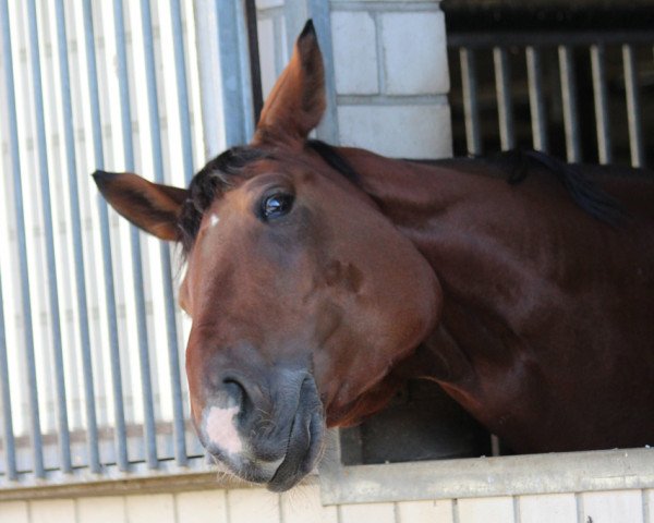 Pferd Larus R (Westfale, 2006, von Lord Loxley I)