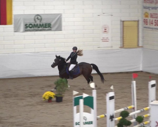 Reitturnier Zweibrücken 2017