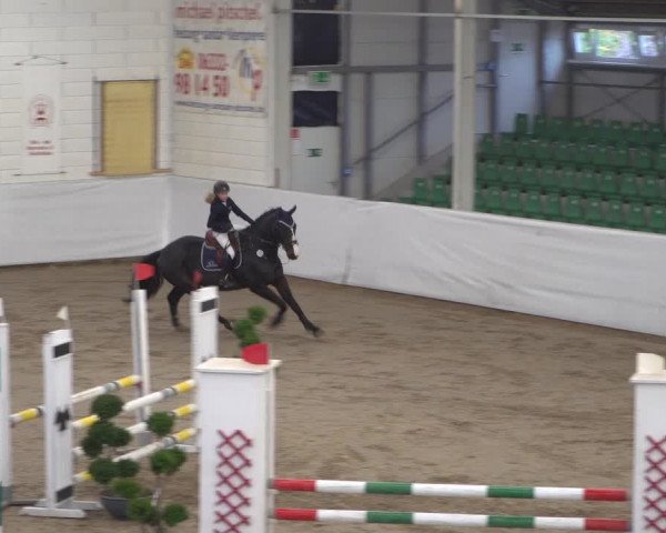 Reitturnier Zweibrücken 2017
