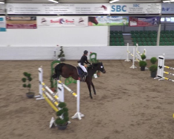 Reitturnier Zweibrücken 2017