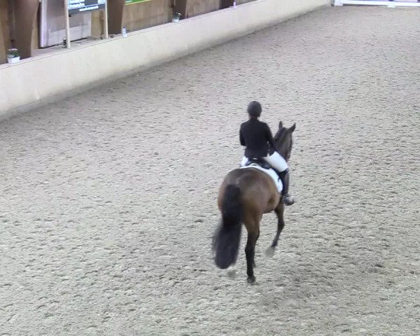 Reitturnier Hövelhof 2017