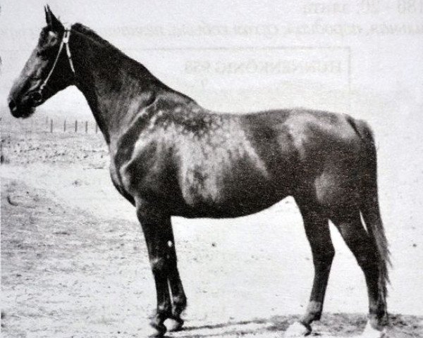 broodmare Hazeta (Great Poland (wielkopolska), 1958, from Traum)