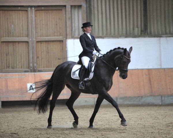 dressage horse Rosenrot (Hanoverian, 2001, from Rosentau)