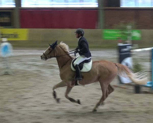 Reitturnier Köln-Leverkusen 2017