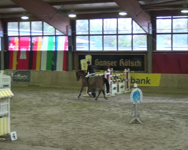 Reitturnier Köln-Leverkusen 2017