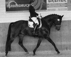 dressage horse Fortuna's Boy (Rhinelander, 2011, from Fürst Romancier)