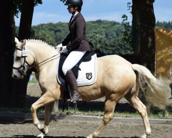 dressage horse Maydancer (Quarter Horse, 2013, from Little Jokers Joe)