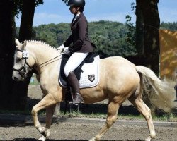 Dressurpferd Maydancer (Quarter Horse, 2013, von Little Jokers Joe)