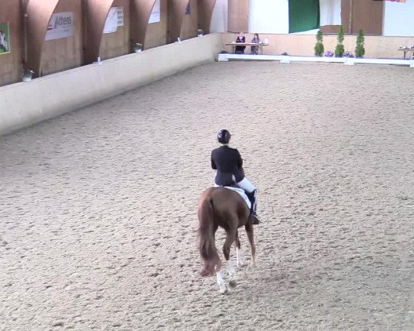 Reitturnier Hövelhof 2017