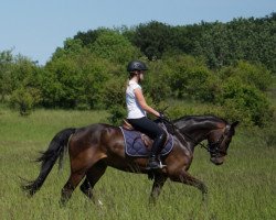 dressage horse Ninjago (German Riding Pony, 2013, from No Limit)
