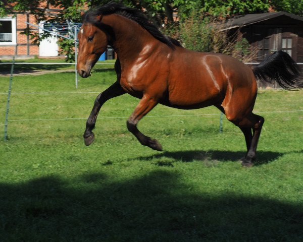 horse Quanthor (Hanoverian, 2015, from Quantensprung 3)