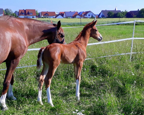horse Floris (Hanoverian, 2018, from Fuechtels Floriscount OLD)