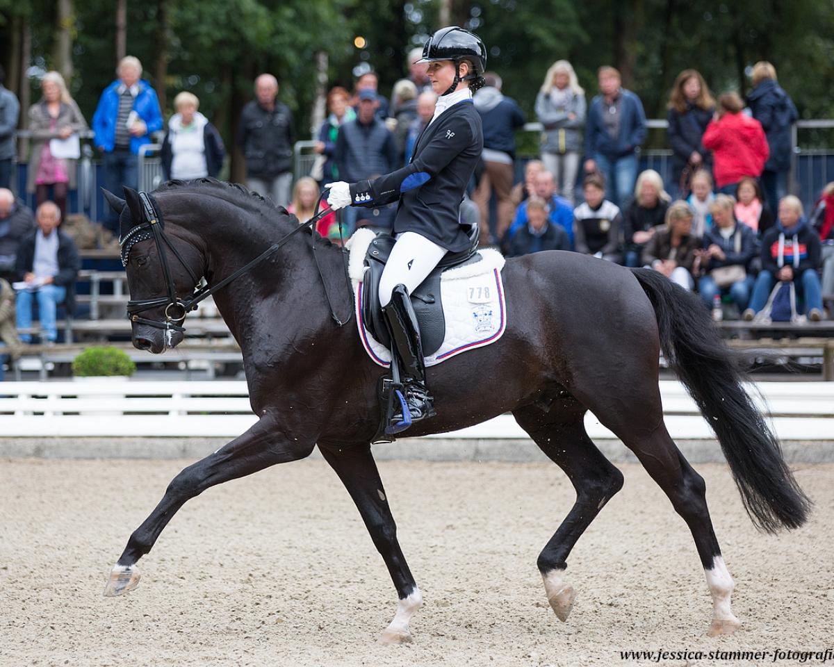 Stallion Symphony OLD (Oldenburger, 2013, from Sir Donnerhall I)