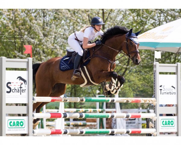Springpferd Double Trouble 16 (Westfale, 2010, von Delamanga)