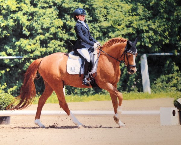 stallion Jokers Bester (German Riding Pony, 2005, from Jockers Golden Boy)