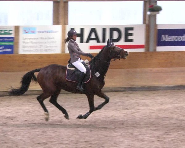 Reitturnier Langenau 2017 - Late Entry nur Springen