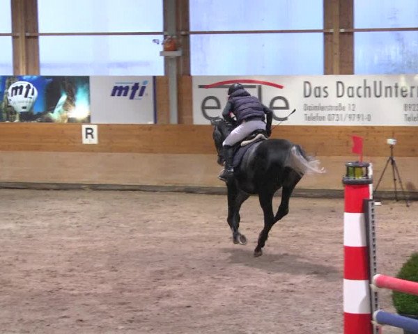 Reitturnier Langenau 2017 - Late Entry nur Springen