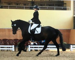 dressage horse Leni (Rhinelander, 2006, from Lacordial)