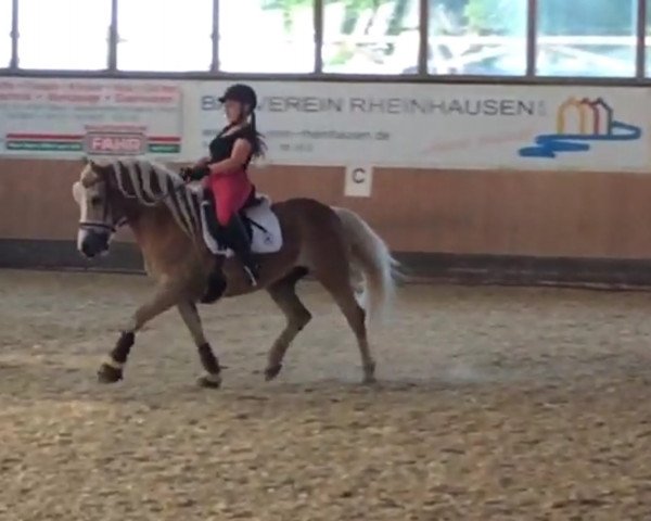 dressage horse No More Mr. Nice Guy (Haflinger, 2005, from Nokia)