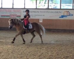 dressage horse No More Mr. Nice Guy (Haflinger, 2005, from Nokia)