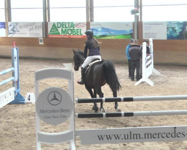 Reitturnier Langenau 2017 - Late Entry nur Springen