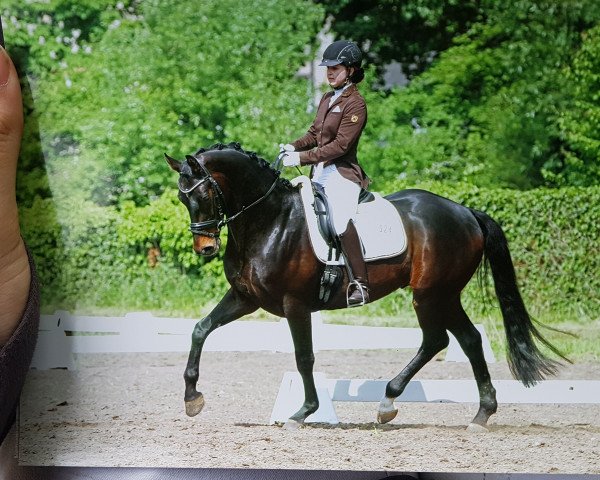dressage horse Fabergé 9 (Hanoverian, 2014, from Fürstenball)