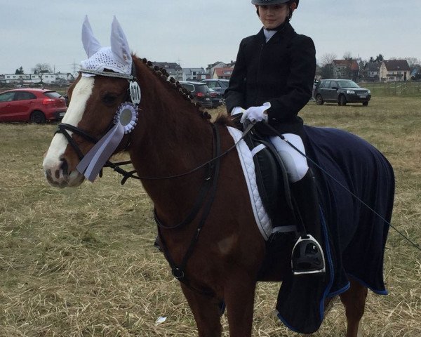 dressage horse Don Diego 75 (German Riding Pony, 2004, from Don Nobel)