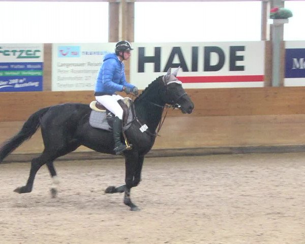 Reitturnier Langenau 2017 - Late Entry nur Springen