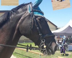 jumper Black Curl (Oldenburg show jumper, 2006, from Balou du Rouet)