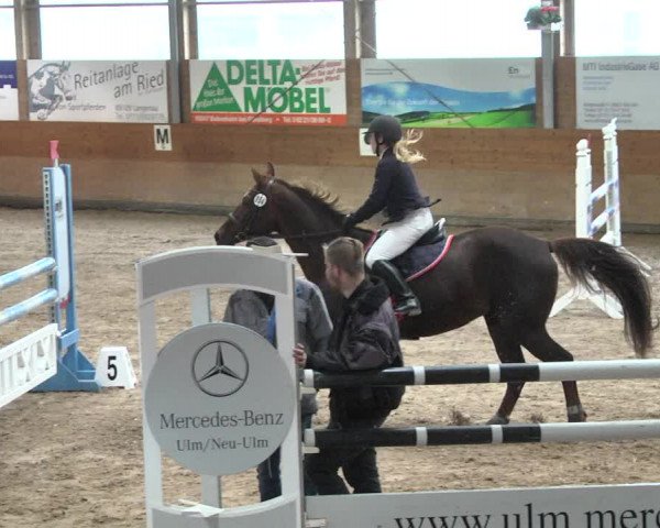 Reitturnier Langenau 2017 - Late Entry nur Springen