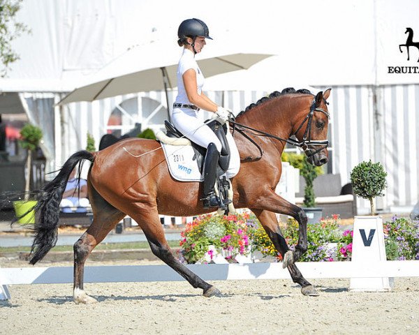 dressage horse Da Vinci 327 (Westphalian, 2014, from D-Day AT)