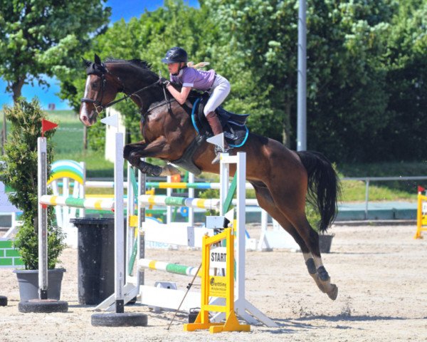 Springpferd Sir Sheldon Cooper 2 (Hannoveraner, 2010, von Stakkato Gold)