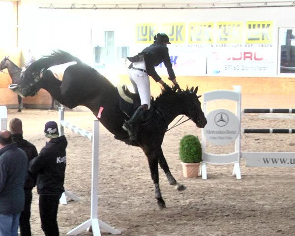 Reitturnier Langenau 2017 - Late Entry nur Springen