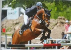 jumper Cinslay (German Sport Horse, 2012, from Cinsey)